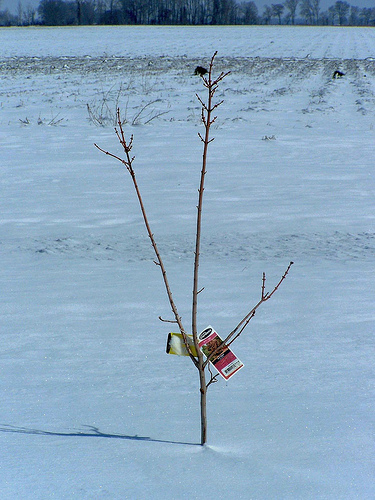 snow tree by plain ethos